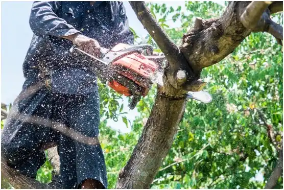 tree services Tellico Plains